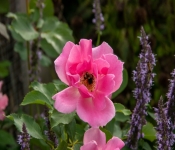 2020 09 01 LyndaleParkRoseGarden 039